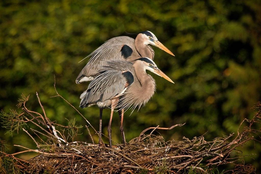 Great Blue Heron Nesting Pair by Photomatt28 is licensed under CC BY-NC-ND 2.0